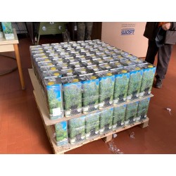 Olio Biologico - 5 litri